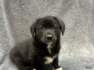 Mixed Breed dogs Mixed Breed Bear - Ad 20