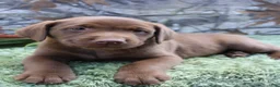 Labrador Retriever dogs for sale: Mike - Ad 1