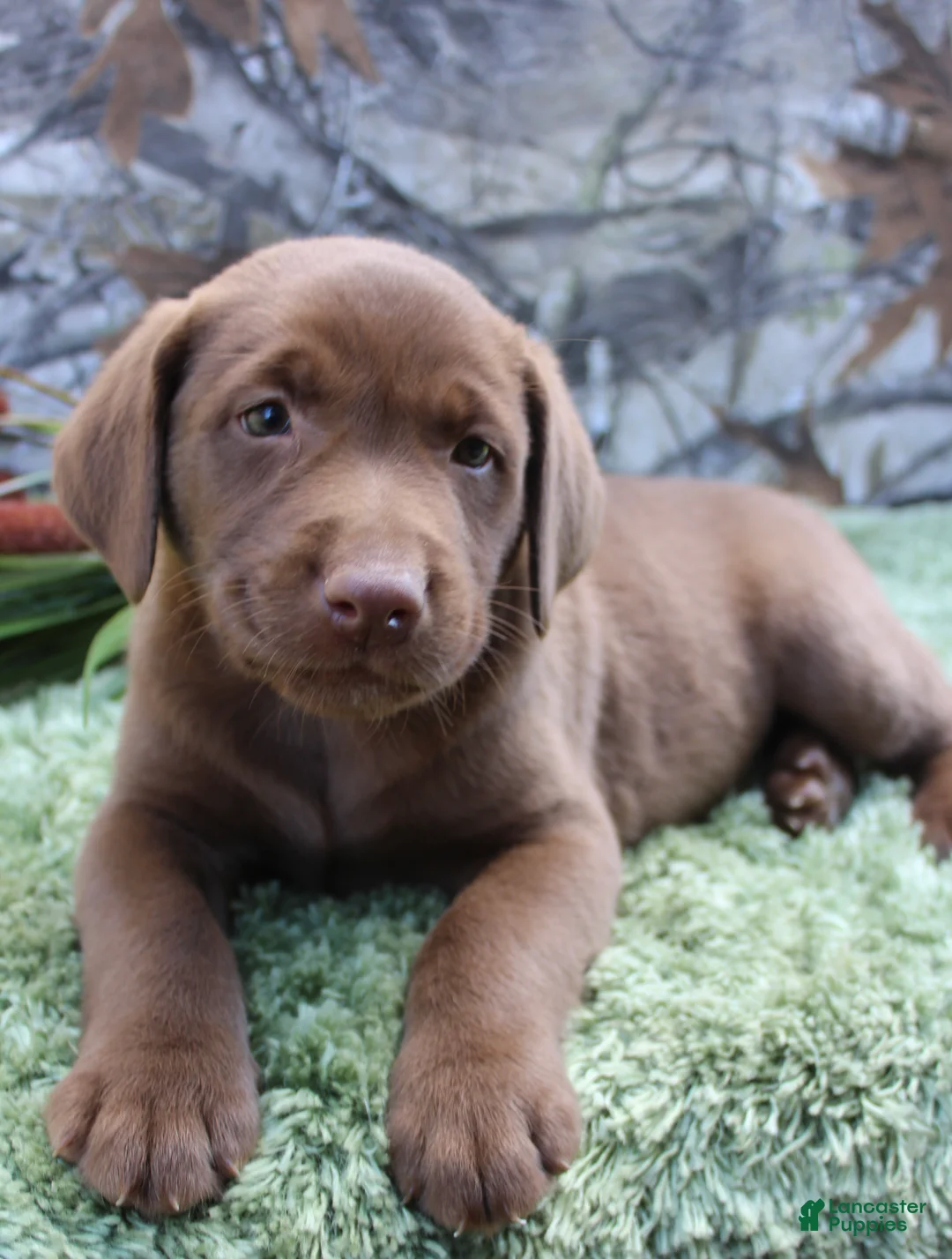 Labrador Retriever dogs for sale: Mike - Ad 1