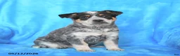 Australian Cattle Dog dogs for sale: Sally - Ad 3