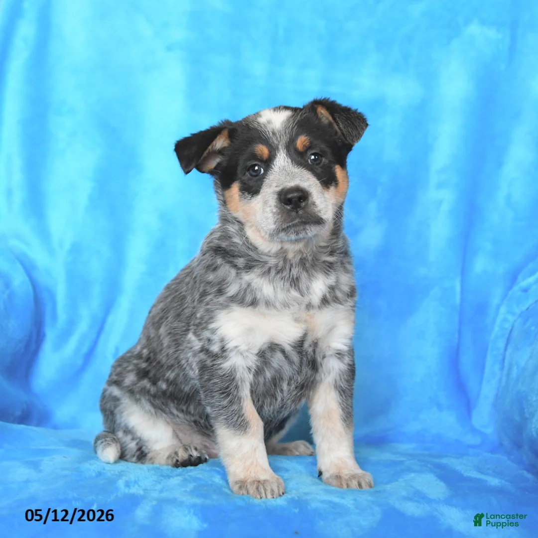 Australian Cattle Dog dogs for sale: Sally - Ad 3