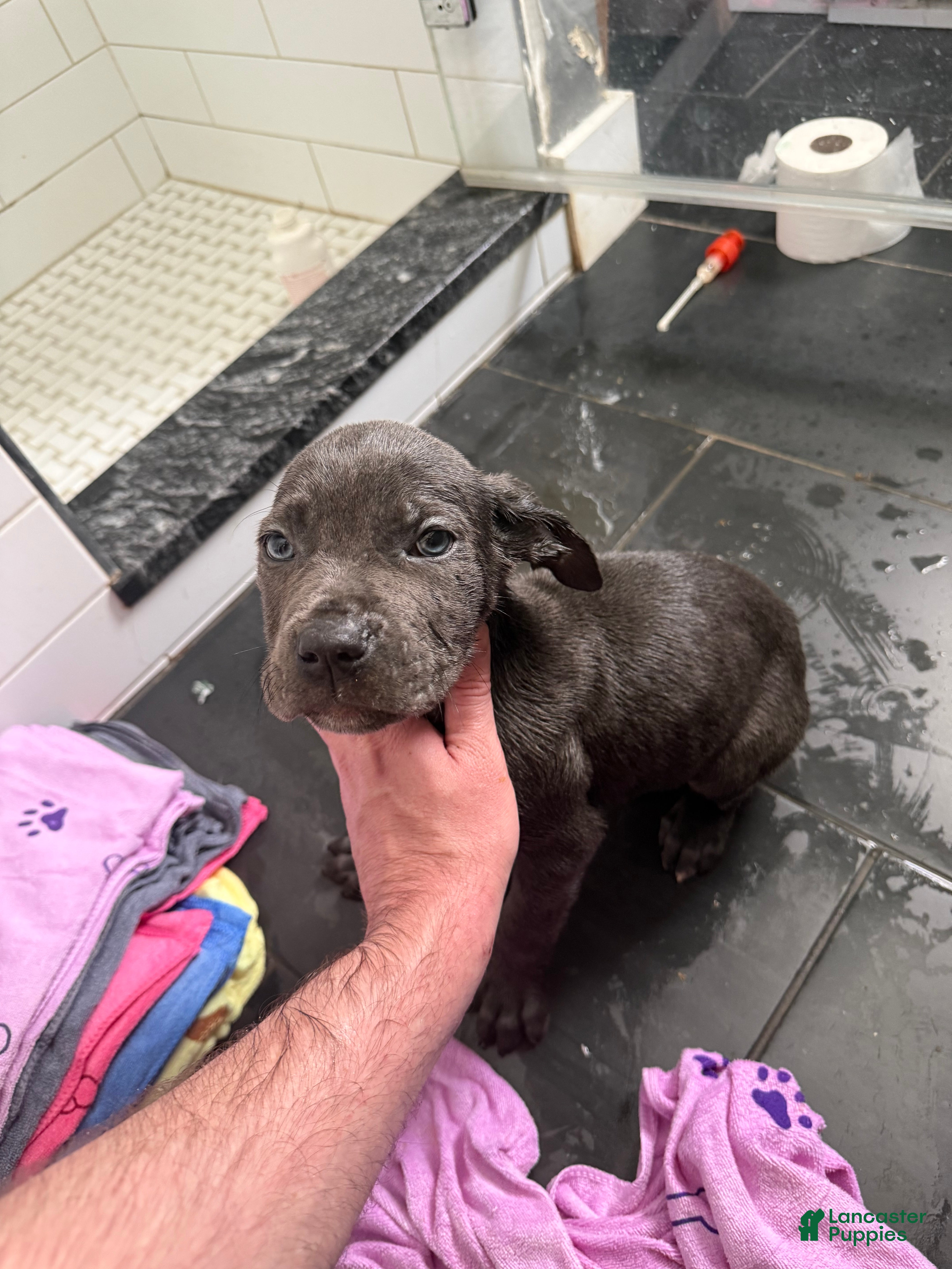 Cane Corso dogs Cane Corso Puppy 5 - Ad 1