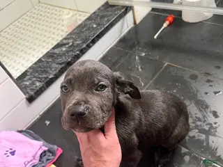 Cane Corso dogs for sale: Cane Corso Puppy 5 - Ad 4