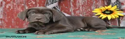Labrador Retriever dogs for sale: Drew - Ad 4