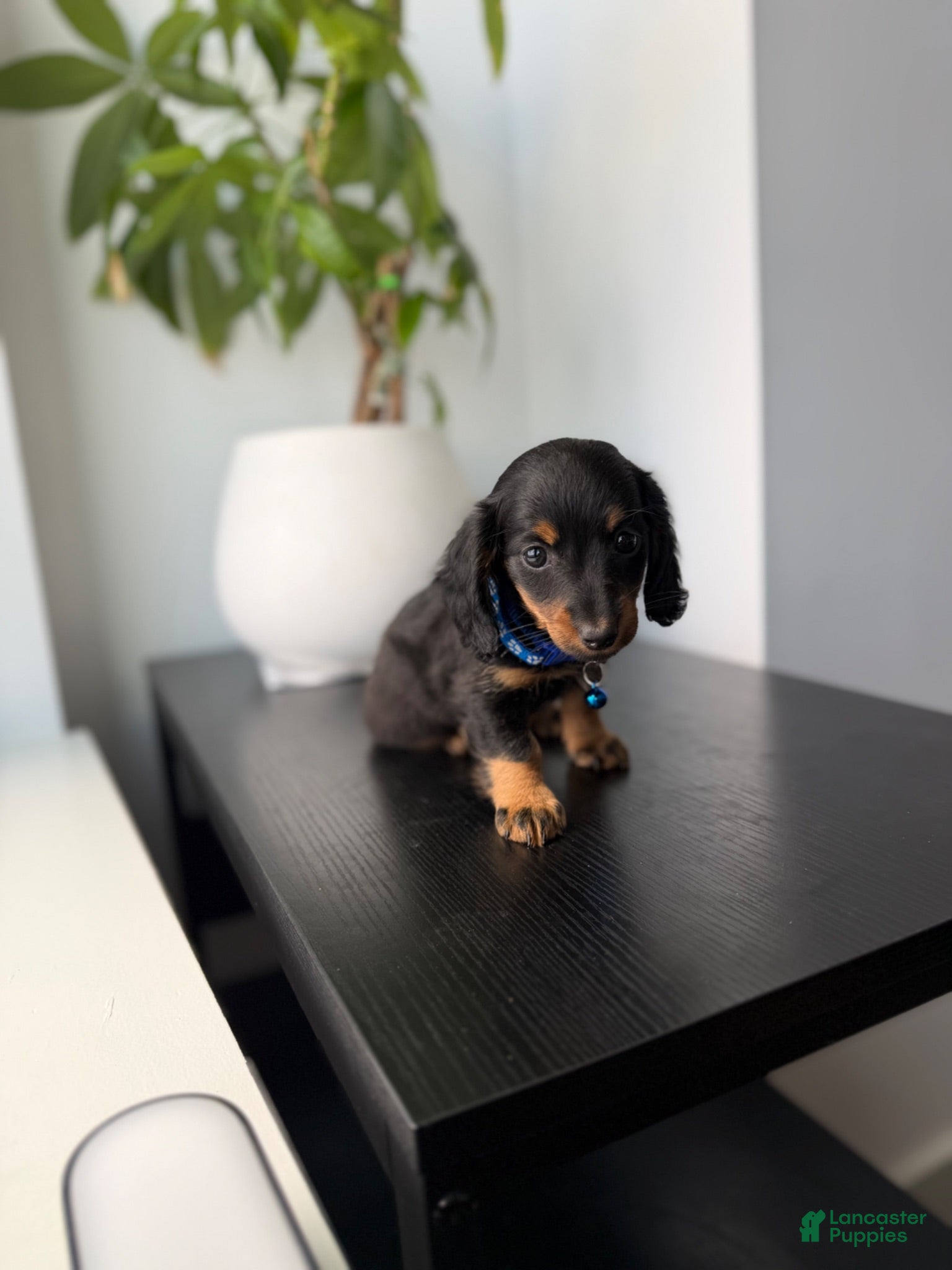 Miniature Dachshund dogs Fred - Ad 2