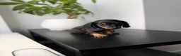 Miniature Dachshund dogs for sale: Fred - Ad 2