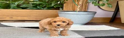 Mixed Breed dogs for sale: Mixed Breed 1 - Ad 5