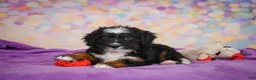 Mini Bernedoodle dogs for sale: Samantha - Ad 4