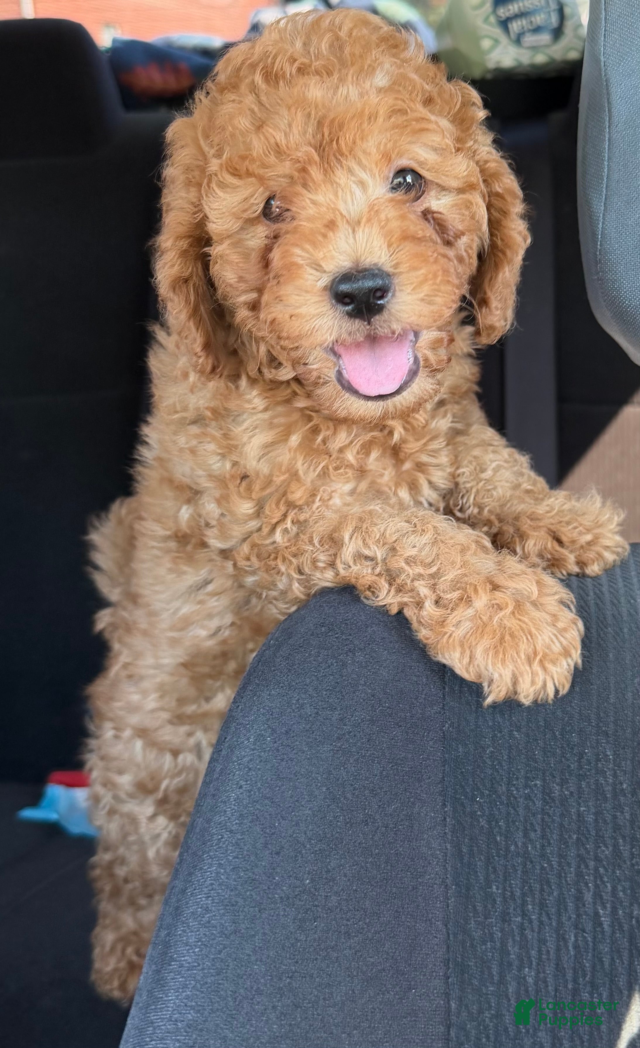 Cavapoo dogs Cross - Ad 1