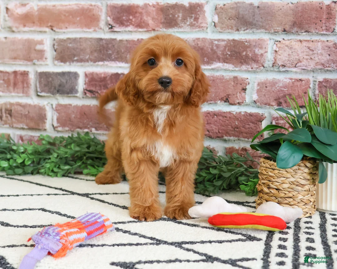 Cavapoo dogs for sale: Kelsie  - Ad 2
