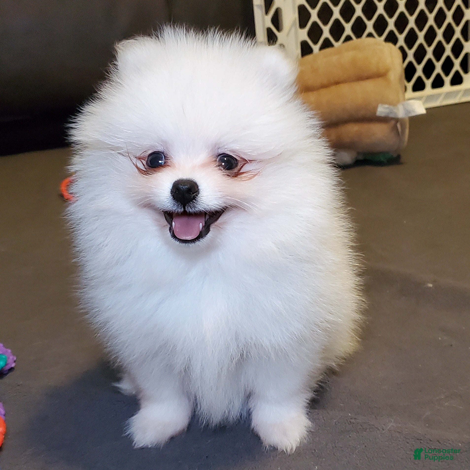 Pomeranian dogs Nugget - Ad 15