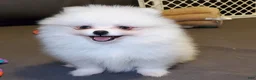 Pomeranian dogs for sale: Nugget - Ad 1