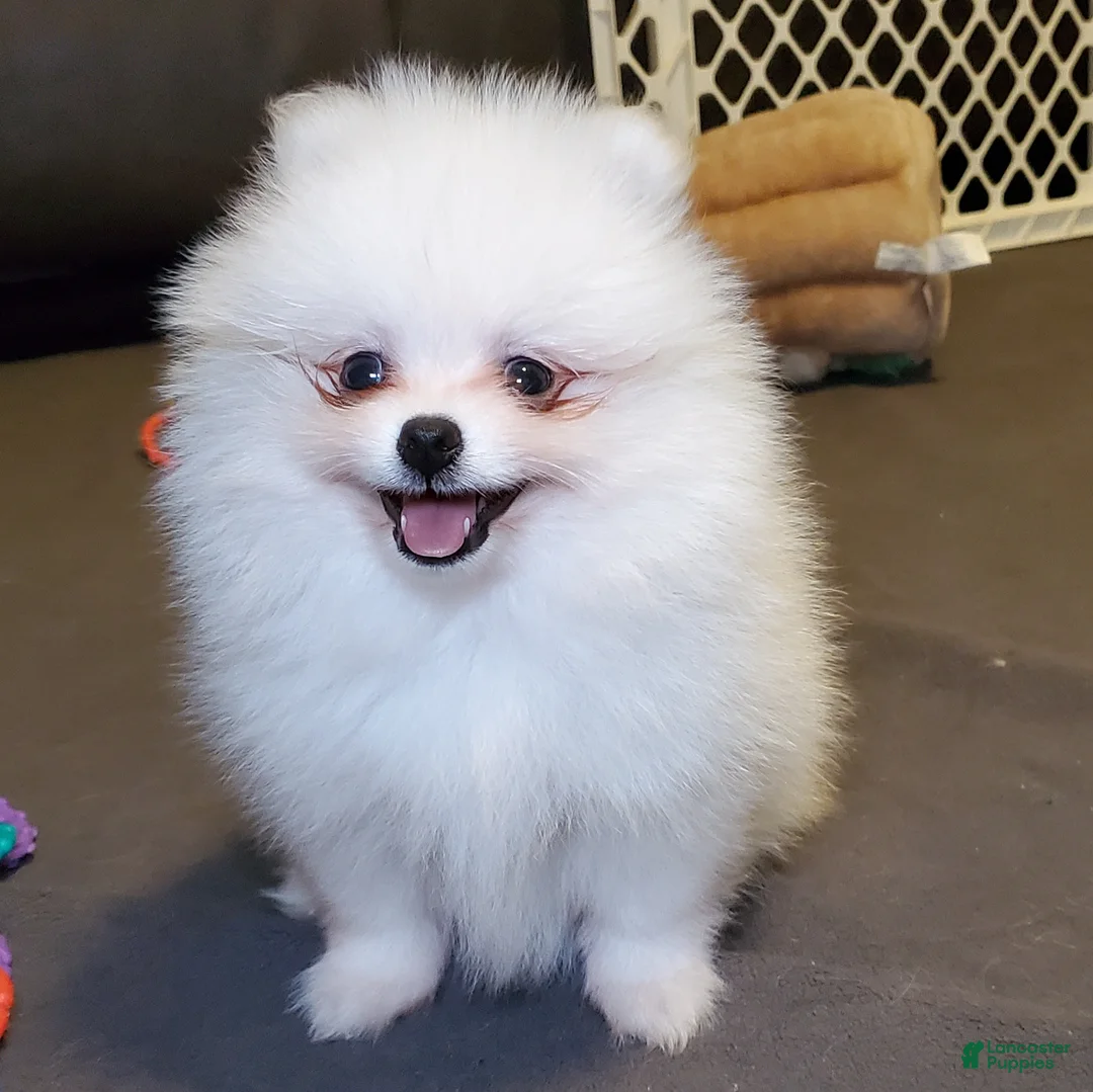 Pomeranian dogs for sale: Nugget - Ad 1