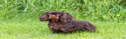 Cavapoo dogs for sale: Skipper - Ad 9