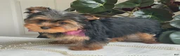 Yorkshire Terrier dogs for sale: Flo - Ad 12