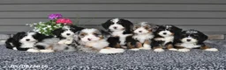 Mini Bernedoodle dogs for sale: Quinn - Ad 3
