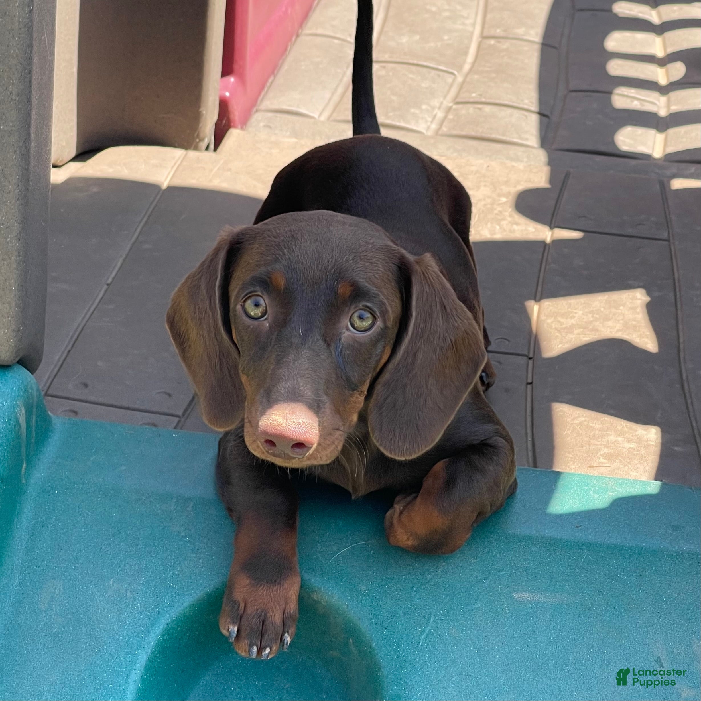Dachshund dogs Mocha - Ad 6