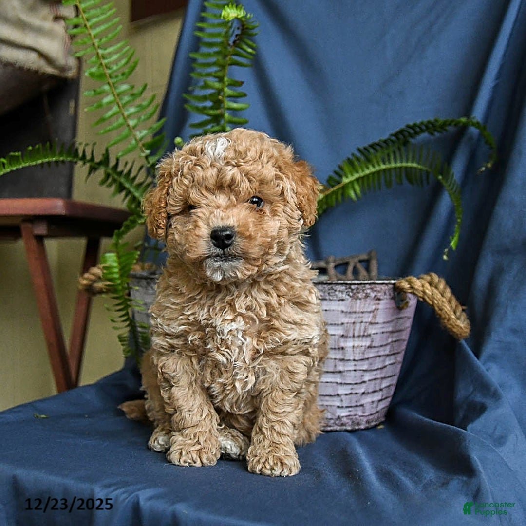 Maltipoo dogs for sale: Caramel - Ad 2