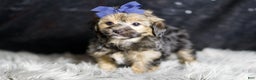 Yorkiepoo dogs for sale: Wolfie - Ad 5