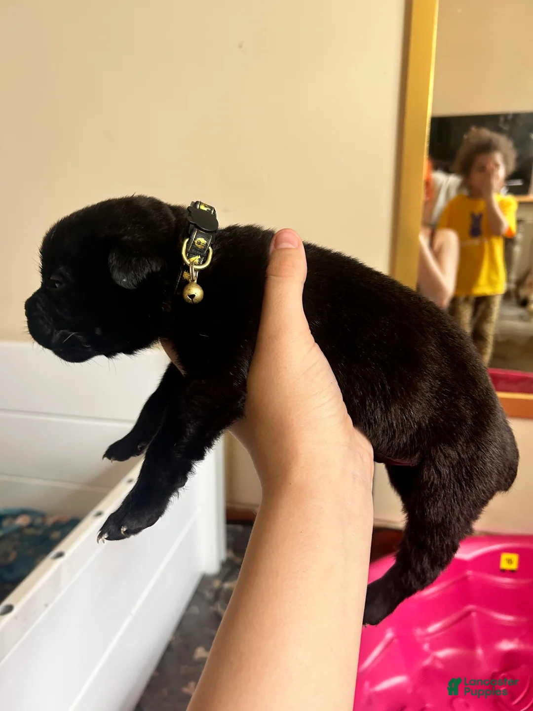 Cane Corso dogs for sale: Egypt - Ad 2