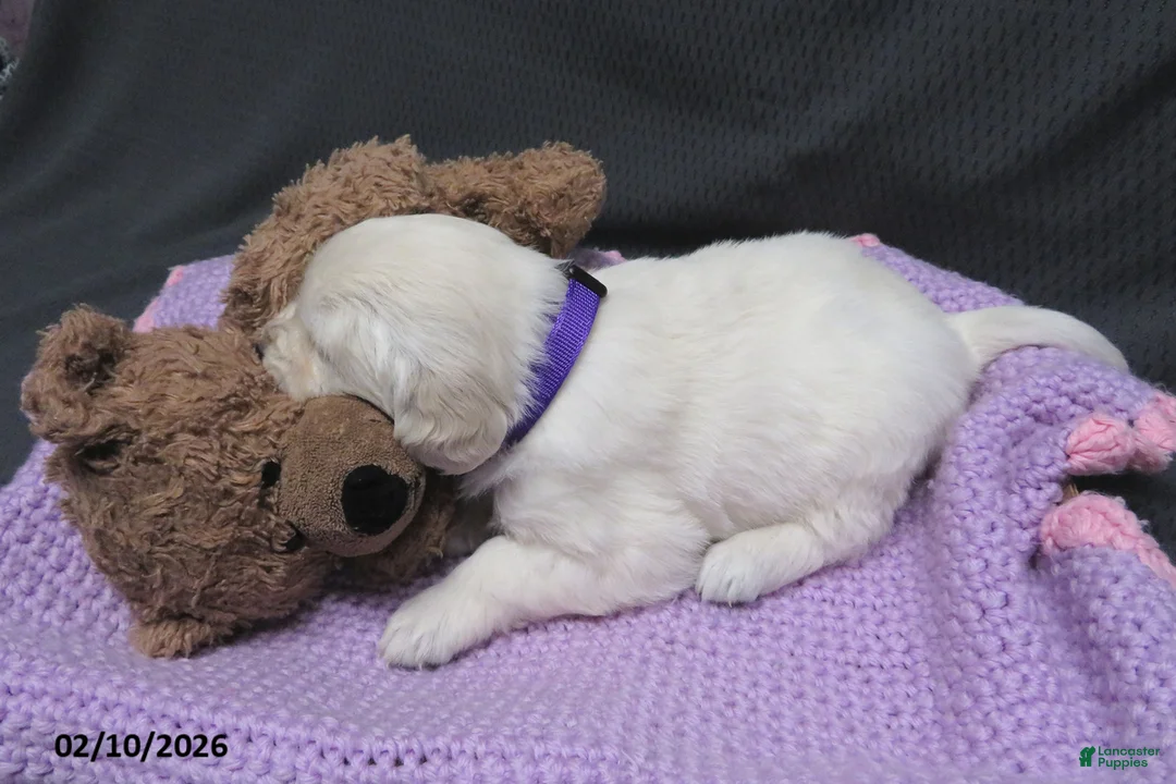 Golden Retriever dogs for sale: Sugar - Ad 11