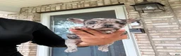 French Bulldog dogs for sale: French Bulldog 1 - Ad 2