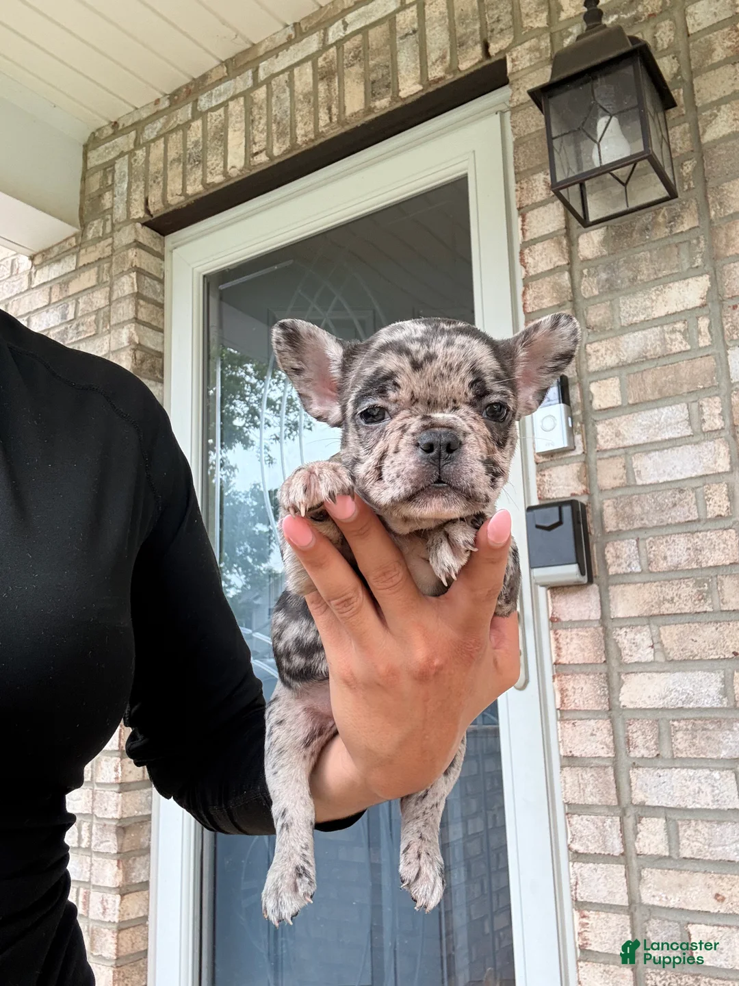 French Bulldog dogs for sale: French Bulldog 1 - Ad 2