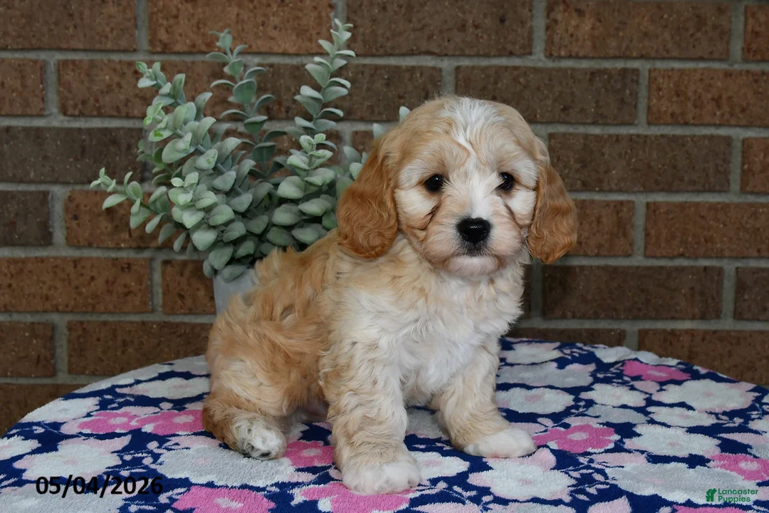 Cavachon dogs for sale: Eddie - Ad 3