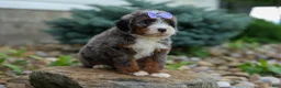 Mini Bernedoodle dogs for sale: 🐾 Paisley 🐾 - Ad 11