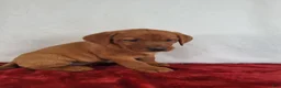 Labrador Retriever dogs for sale: Rani - Ad 6