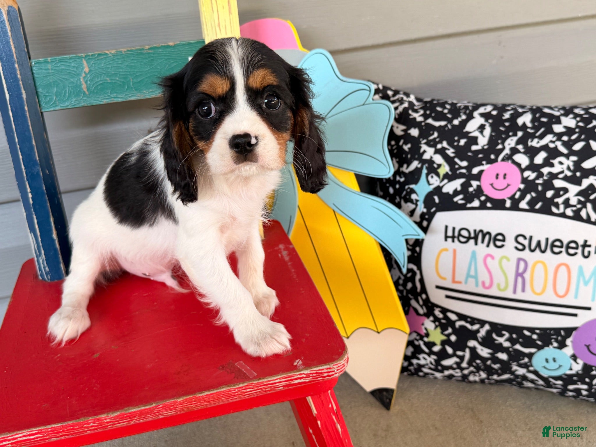 Cavalier King Charles Spaniel dogs Sparky  - Ad 2