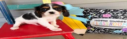 Cavalier King Charles Spaniel dogs for sale: Sparky  - Ad 2