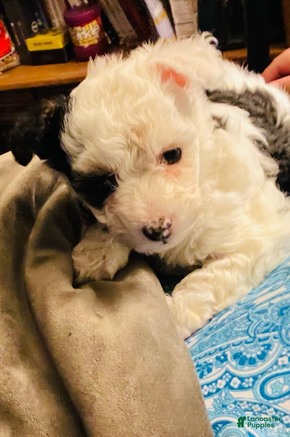 Chinese Crested dogs Chinese Crested Puppy  - Ad 1