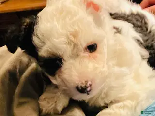 Chinese Crested dogs Chinese Crested Puppy - Ad 8