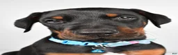 Doberman Pinscher dogs for sale: Luke - Ad 8