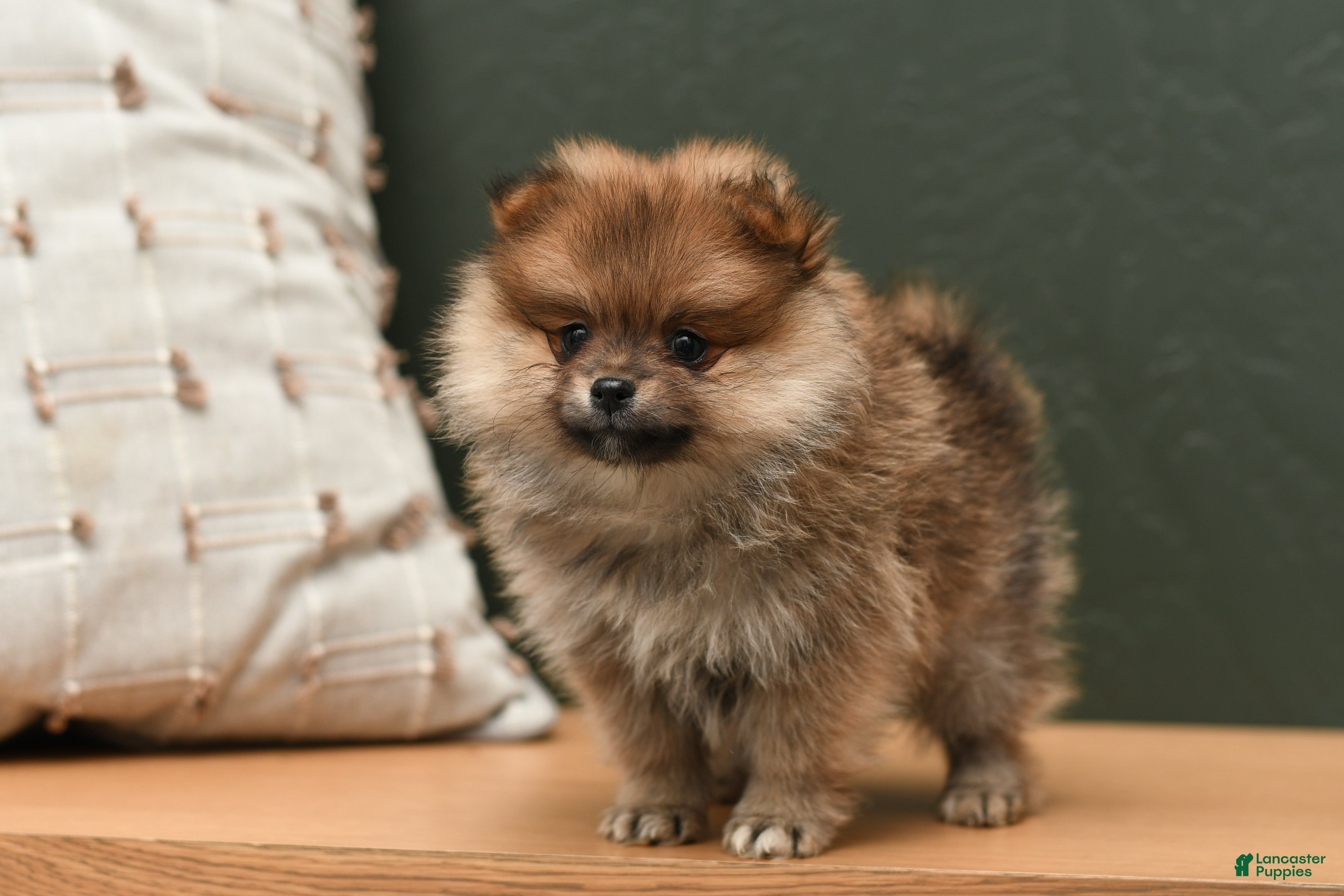 Pomeranian dogs Coco - Ad 17