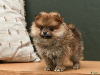 Pomeranian dogs Coco - Ad 30