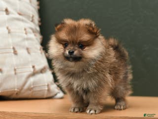 Pomeranian dogs Coco - Ad 29