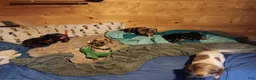 Miniature Dachshund dogs for sale: Poppyseed  - Ad 11