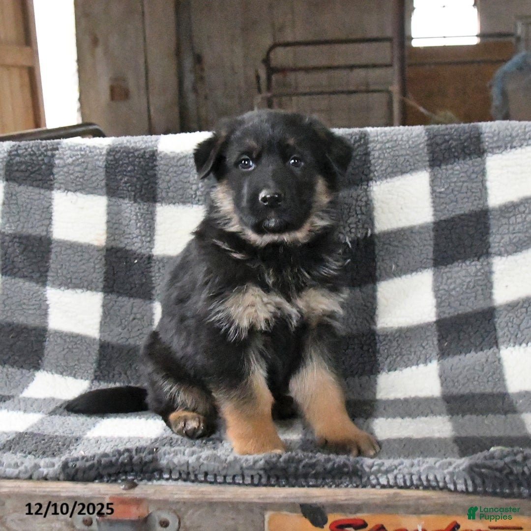 German Shepherd dogs for sale: Hickory - Ad 2