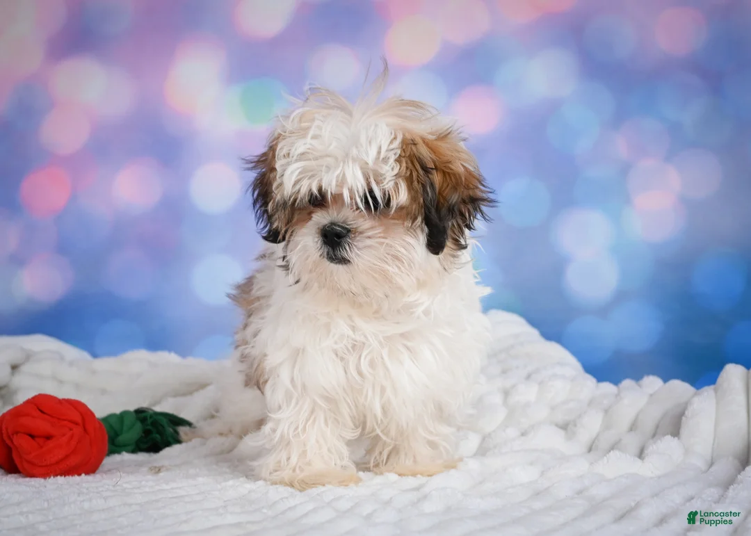 Malshi dogs for sale: Theo - Ad 2