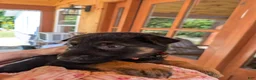 German Shepherd dogs for sale: ♥️SWEET ANNA♥️ - Ad 3