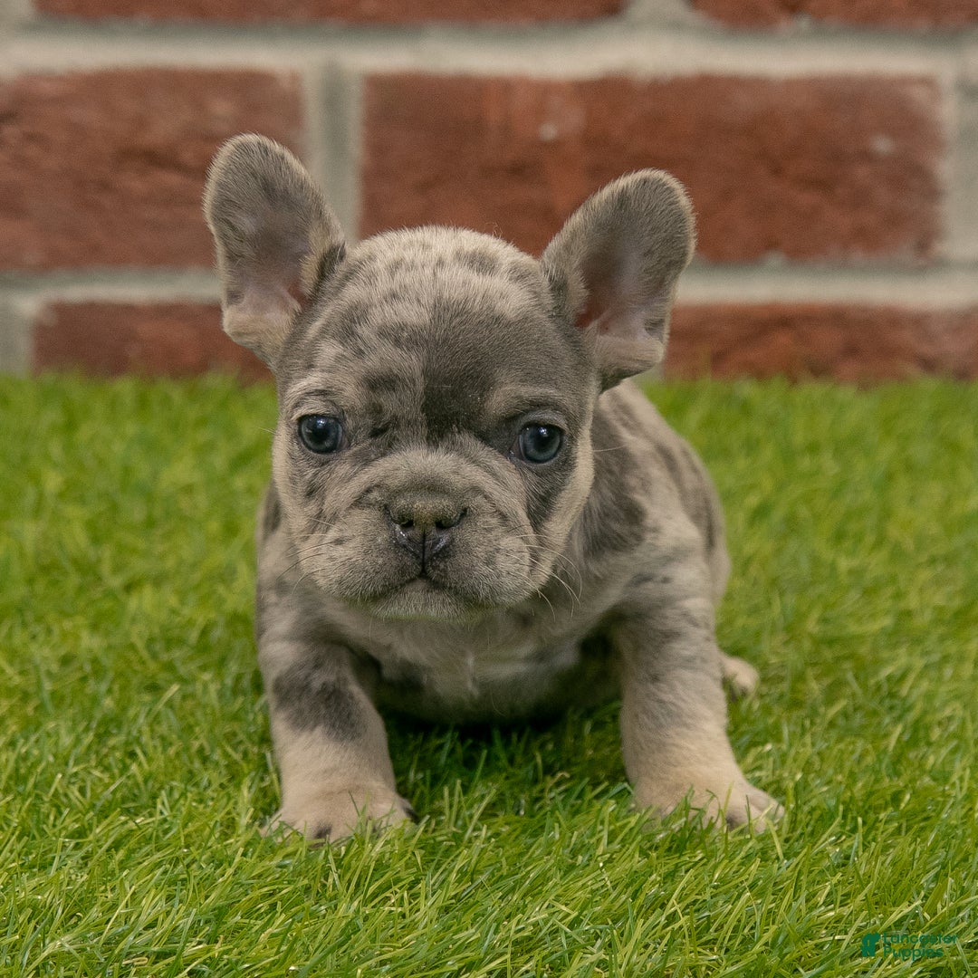 French Bulldog dogs for sale: Gus - Ad 8