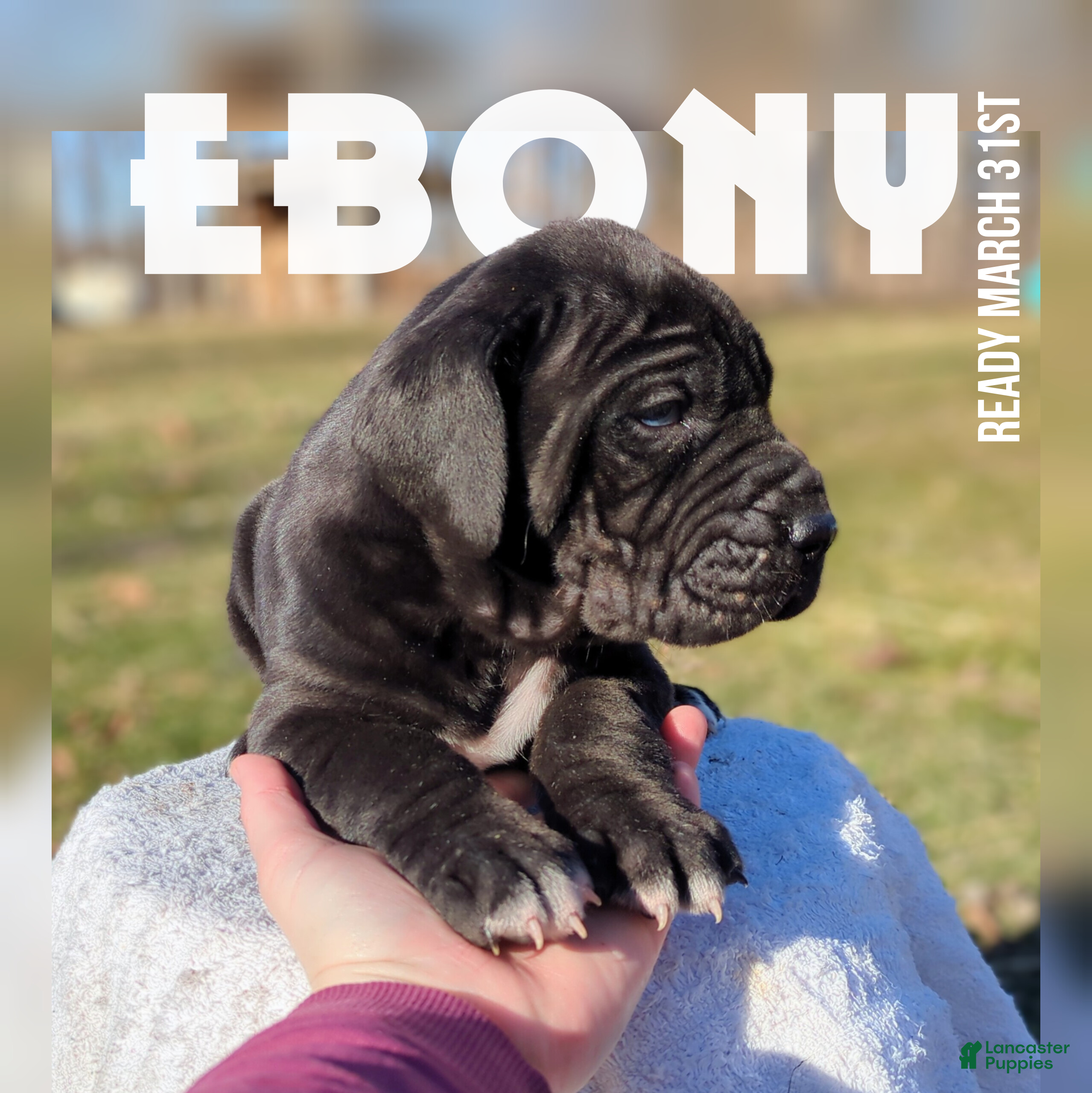 Great Dane dogs Ebony - Ad 1