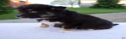 Pomsky dogs for sale: Misty - Ad 4