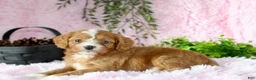 Cavapoo dogs for sale: Cavapoo 5 - Ad 5