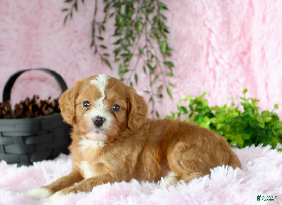 Cavapoo dogs for sale: Cavapoo 5 - Ad 5