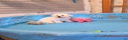 Bichon Frise dogs for sale: Blake - Ad 5