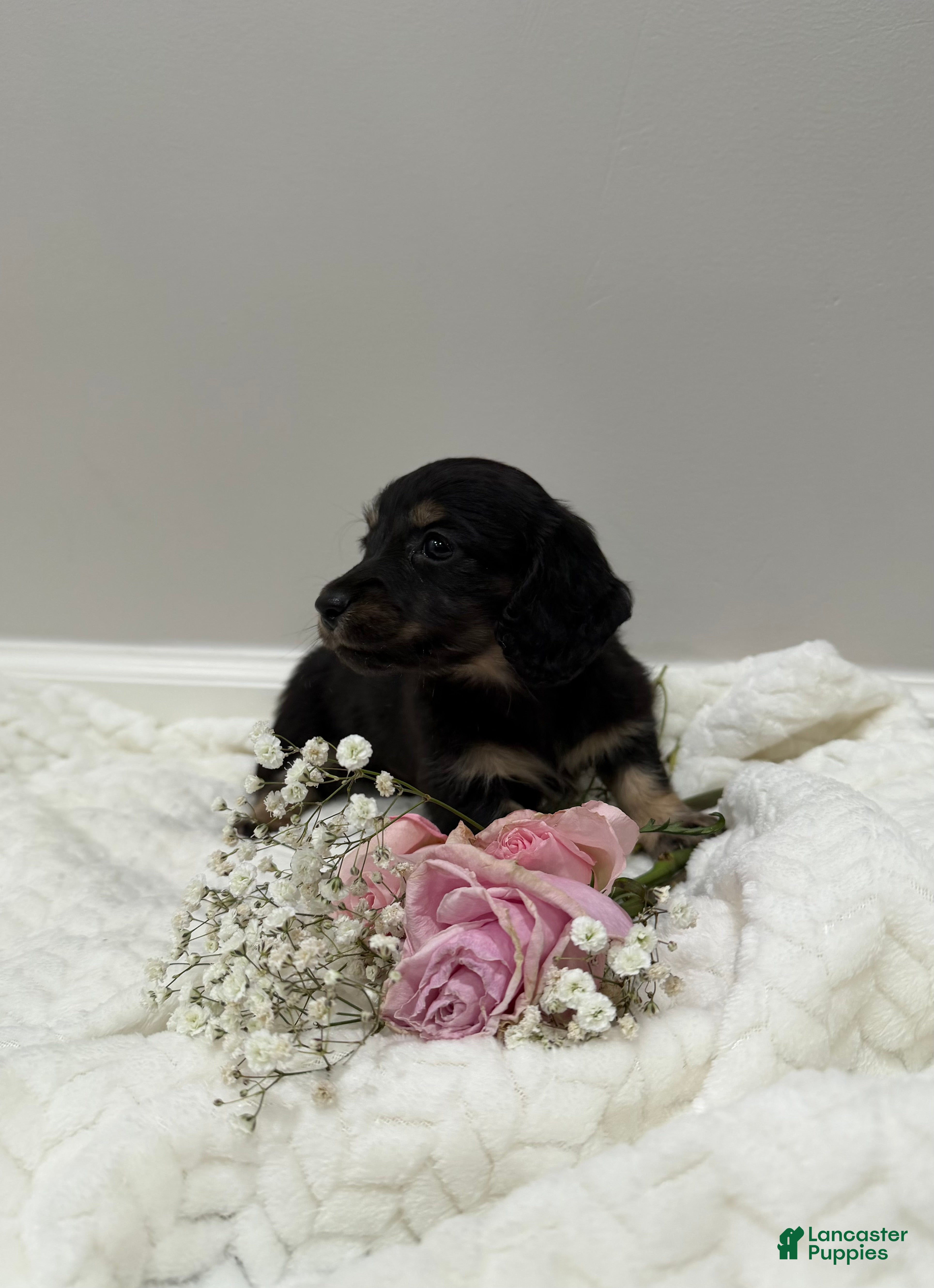 Miniature Dachshund dogs Duke - Ad 1