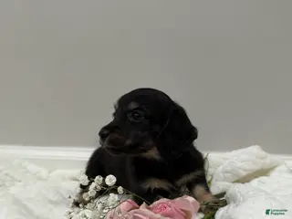 Miniature Dachshund dogs Duke - Ad 1